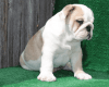 English Bulldog Puppy Ready For New Home