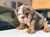 Adorable Chunky English bulldogs needs new homes