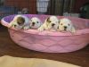 English bulldog puppies for Sale