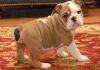 Outstanding Male& female English Bulldog Puppies For Sale.