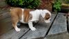 ENGLISH Bulldog Puppy For Sale