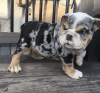 Beautiful Registered Bulldog