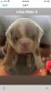 AKC Exotic English Bulldogs Puppies for Sale