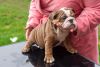 Perfect Trained English Bulldog Puppies Available.