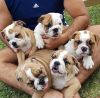 ENGLISH BULLDOGS PUPPIES AVAILABLE