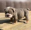Amazing Males and Females English bulldog puppies available for delive