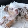 English bulldog puppies. Free shipping and delivery