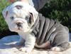 English Bulldog Puppies Excellent Quality