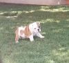 Chloe the English Bulldog for sale!!!