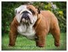 English bulldog for sale