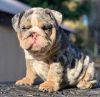 English bulldog for adoption