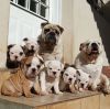 English bulldog puppies ready for rehoming