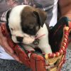 Affectionate English bulldog puppies for new homes
