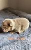 Akc Certified Pure breed English bulldog puppies for sale