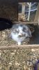 Babies rabbits for sale