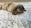 Sweet bunny for sale