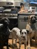 AKC English Mastiff puppies 4 boys and 3 girls