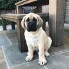 Adorable Male and Female English Mastiff Puppies For Sale.