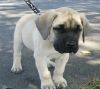Fawn and apricot eight week old English mastiffs puppies