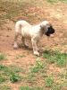 AKC registered English Mastiff puppy
