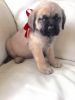 Mastiff Puppies Looking For There Forever Homes