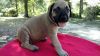 Gorgeous English Mastiff Puppies AKC Registered