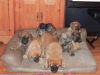 AKC Mastiff Puppies