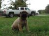 Beautiful AKC English Mastiff