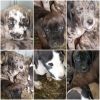 Mastiff/daniff pups ready for their forever homes