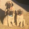 English Mastiff puppies for sale
