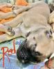 Mastiff pups; BEAUTIFUL, Champion Lines, AKC registered