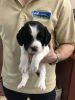 Springer puppies for sale