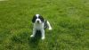 English springer spaniel pups for a reasonable price