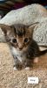 American wirehair/European shorthair kittens!
