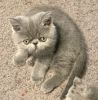 Exotic Shorthair Ready for a Forever Home