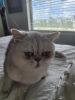Beautiful Exotic short hair silver persian cat 2 years old
