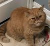 Exotic, short haired Persian to rehome
