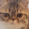 Beautiful Baby-Doll face Exotic shorthair Boy