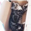 Classic Silver Tabby & White Bi-color ADULT female Exotic Shorthair Ca