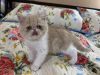 Exotic Shorthair Cats