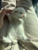 Exotic shorthair for reserve