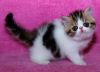 Gorgeous Quality Exotic Shorthair Kittens