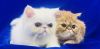 Two Beautiful Exotic Shorthair Kittens For Sale