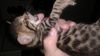 Savannah jungle Bengal kittens