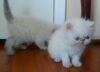 Exotic shorthair male and female kittens