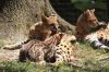 serval cats available