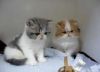 Exotic Shorthair for Sale