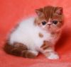 Exotic short hair kittens for adoption