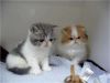 exotic Shorthair kittens up for sale