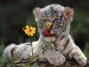 Lovely And Cutewhite Lion, White Tiger Cubs, Cheetah Cubs, panther Bab
